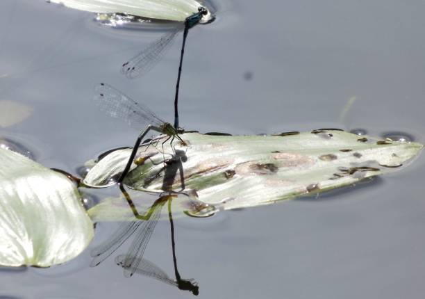 istock Dragonfly on a plant on the lake 1158255161