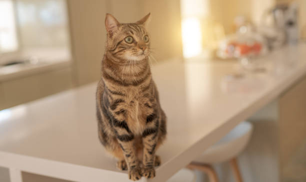 istock Beautiful cat at home 1158255173
