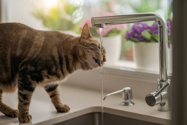 istock Beautiful cat at home 1158255219