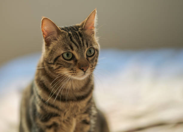 istock Beautiful cat at home 1158255220
