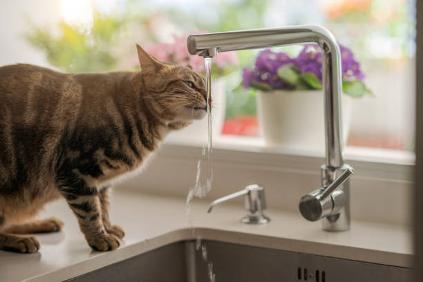 istock Beautiful cat at home 1158255222