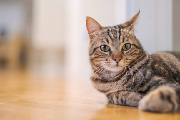 istock Beautiful cat at home 1158255224