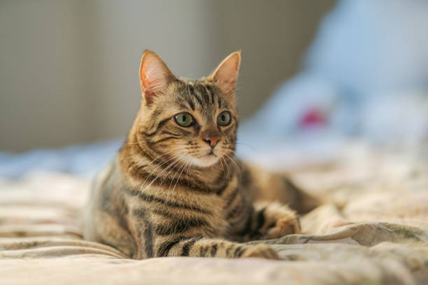 istock Beautiful cat at home 1158255247