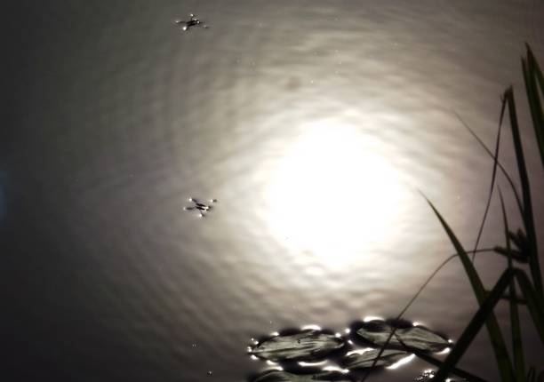 small bugs on the surface of the lake