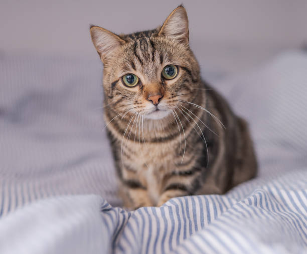 istock Beautiful cat at home 1158255286