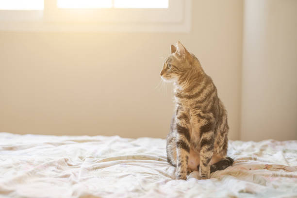 istock Beautiful cat at home 1158255313
