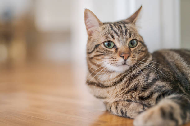istock Beautiful cat at home 1158255314