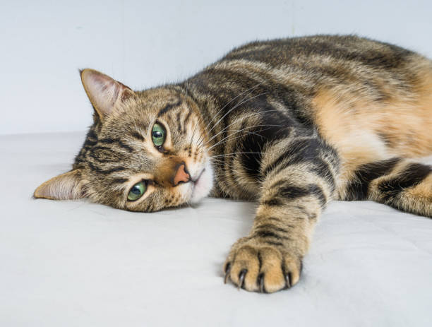 istock Beautiful cat at home 1158255364