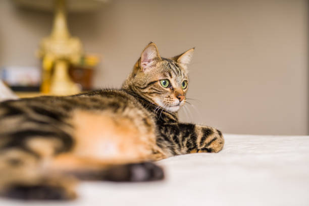istock Beautiful cat at home 1158255397