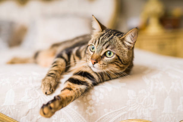 Beautiful cat at home Beautiful short hair cat lying on the bed at home tabby cat photos stock pictures, royalty-free photos & images