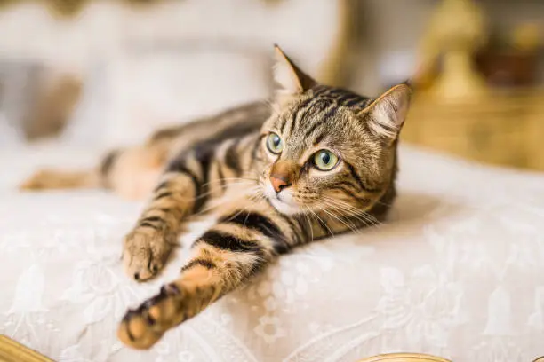 Beautiful short hair cat lying on the bed at home