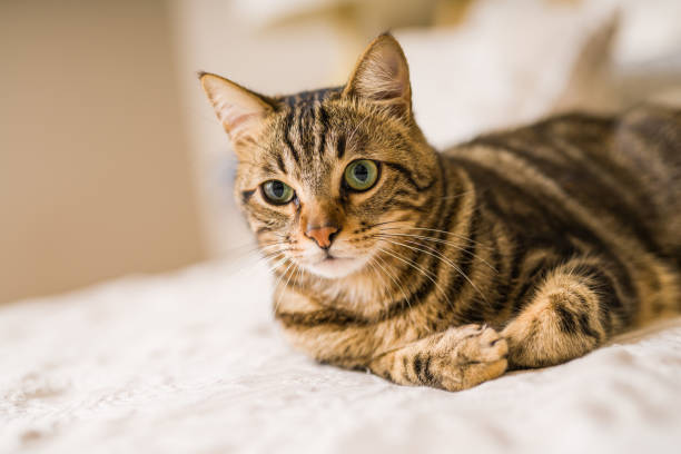 istock Beautiful cat at home 1158255468