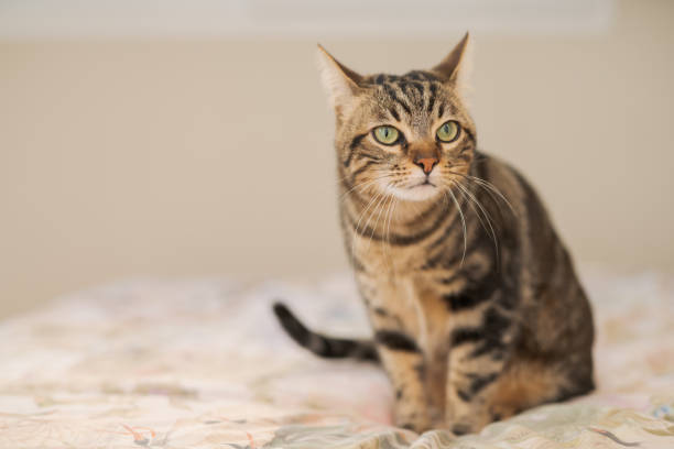 istock Beautiful cat at home 1158255470