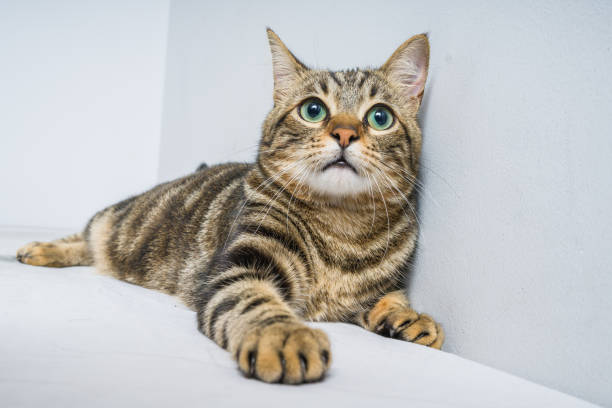 istock Beautiful cat at home 1158255474