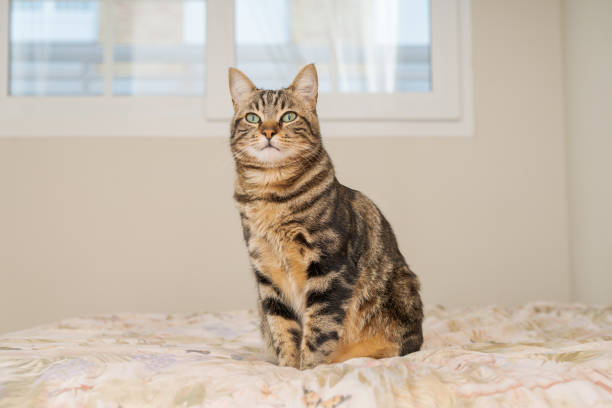 istock Beautiful cat at home 1158255484