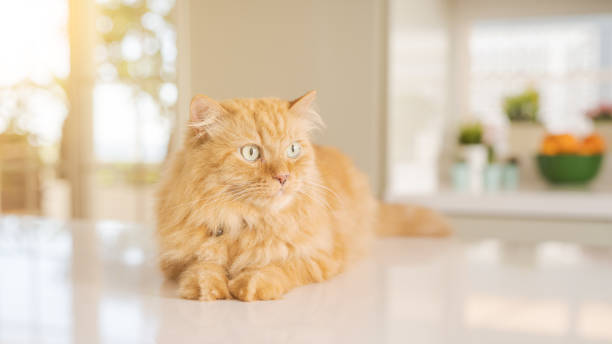 istock Beautiful cat at home 1158255526