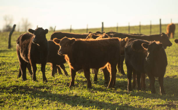 istock Herd of young cows 1158256631