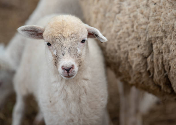 istock Lamb close to mother 1158256652