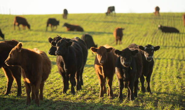 Herd of young cows A young steer in the meadow calf ranch field pasture stock pictures, royalty-free photos & images