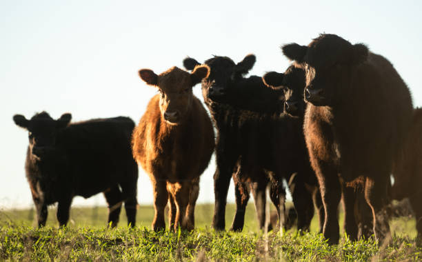 istock Herd of young cows 1158256793