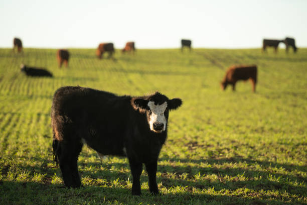 istock Herd of young cows 1158256803