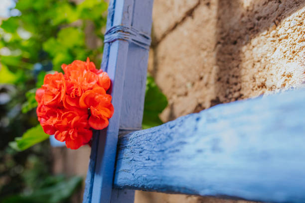 Close up of red geranium flower in a blue ladder