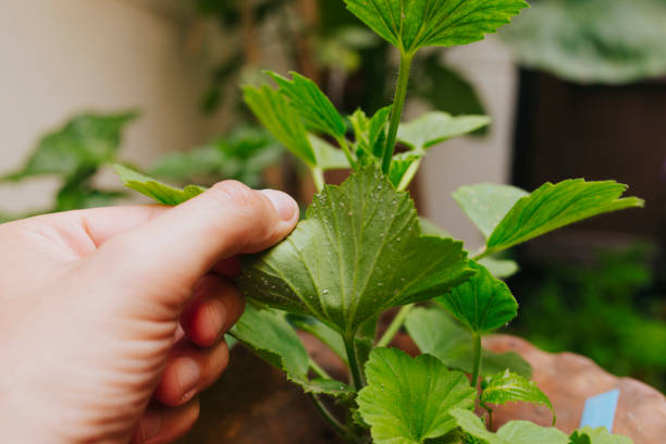 Man hand holding green plant leaf to look for white flies.