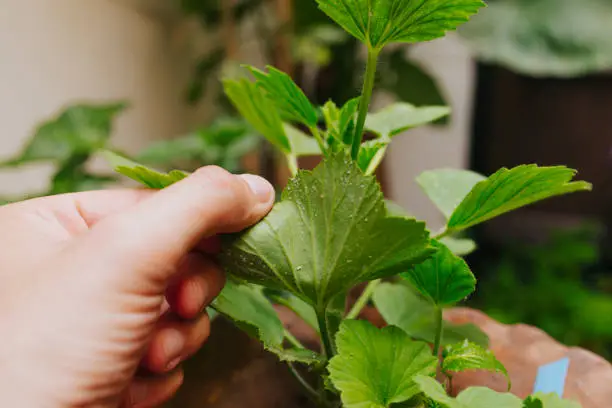 White fly plague in a green plant leave, and hand holding it.