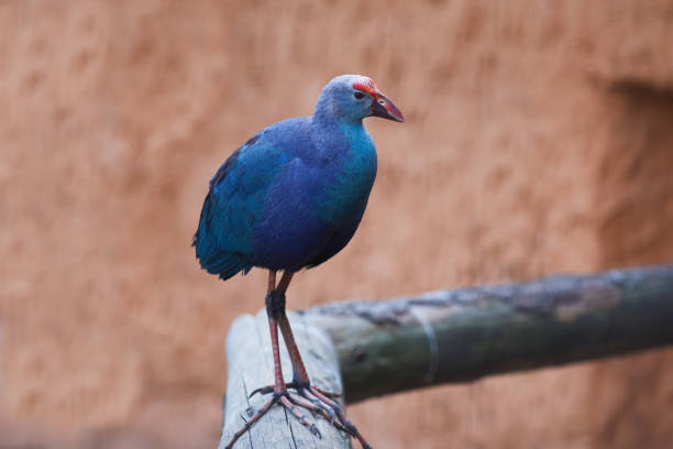 The Purple Swamphen (Porphyrio porphyrio) is a Purple Swamphen in the rail family Rallidae. It is also known as the sultana bird.