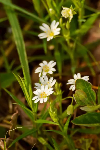 Photo of Great Stitchwort (Stellaria Holostea)