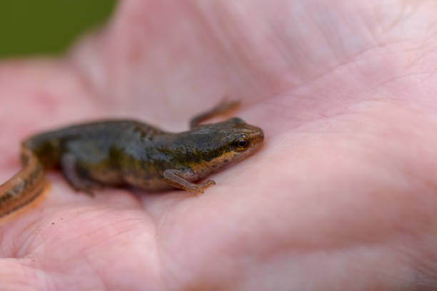 istock Smooth Newt (UK Common Newt) in hand, close 1158258717