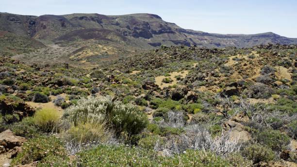 istock Tenerife Island 1158259467