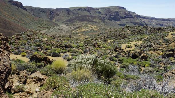 istock Tenerife Island 1158259468