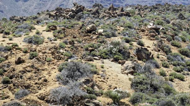 istock Tenerife Island 1158259524