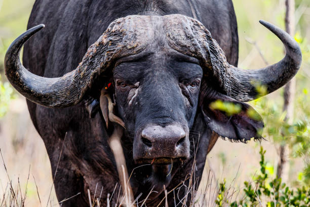 istock Red-billed oxpecker in Sabi Sands Game Reserve 1158259700