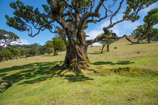 istock Old Laurel in Madeira 1158259899