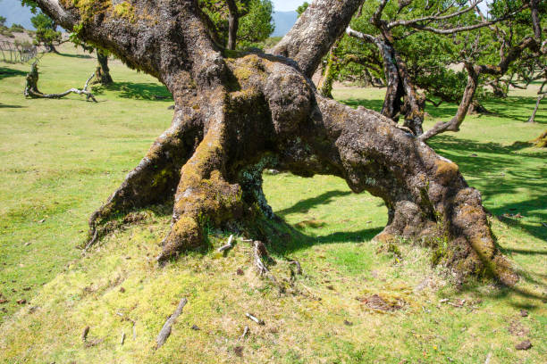 istock Old Laurel in Madeira 1158260229