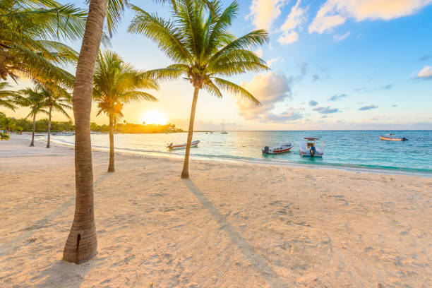 louro de akumal-praia branca do cararibe em riviera maya, costa de yucatan e quintana roo, méxico - maya bay - fotografias e filmes do acervo