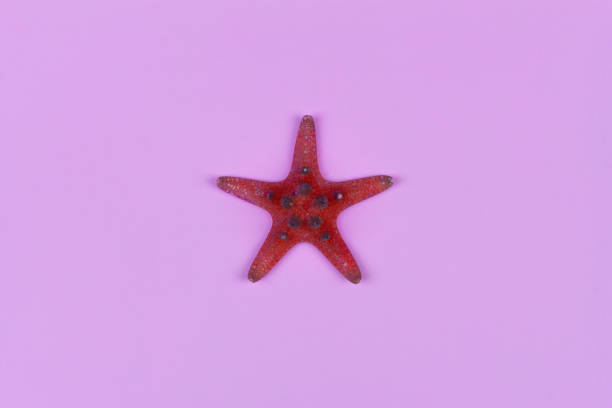 red starfish on pink background close-up, top view flat lay