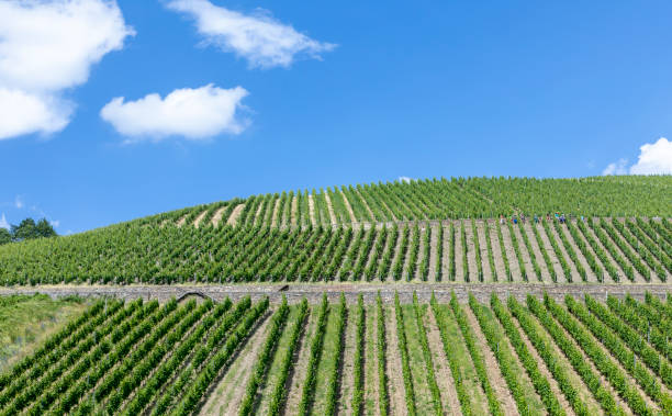 istock green vineyard in the Rheingau 1158261394