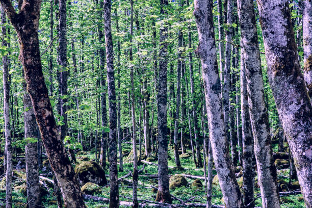 istock Misty landscape with fir forest 1158261564