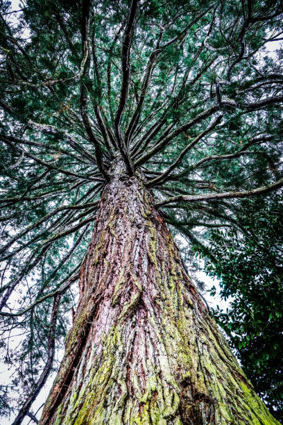 istock Mainau Island, Lake Constance, Germany 1158261594