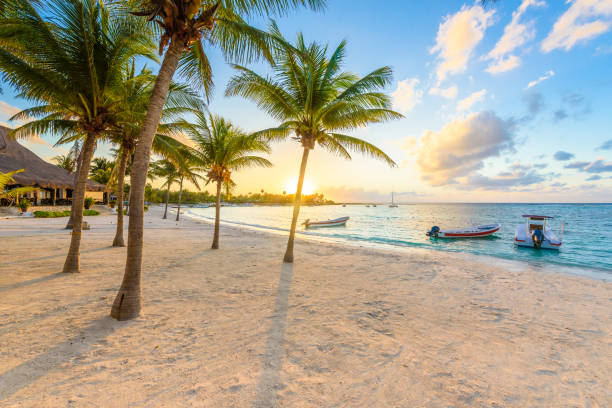 louro de akumal-praia branca do cararibe em riviera maya, costa de yucatan e quintana roo, méxico - mayan riviera - fotografias e filmes do acervo