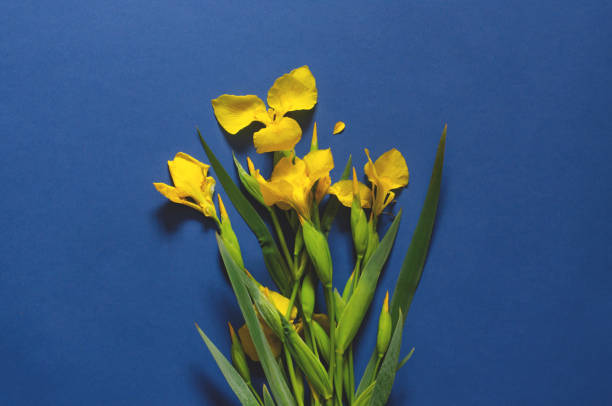 istock Blue dark background with yellow irises. 1158262117