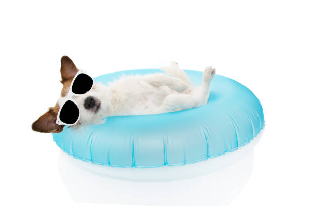 puppy dog summer vacations. jack russell dog sunbathing with blue air float pool on holidays. isolated against white background. - inflatable ring inflatable float swimming equipment imagens e fotografias de stock