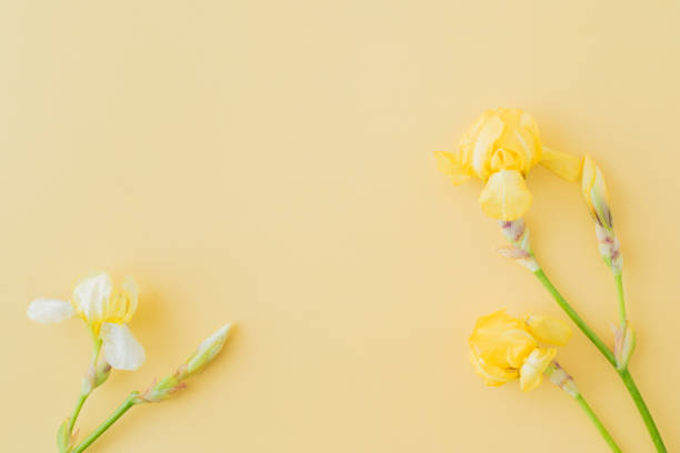 istock Flat lay composition with yellow irises on a yellow background 1158264023