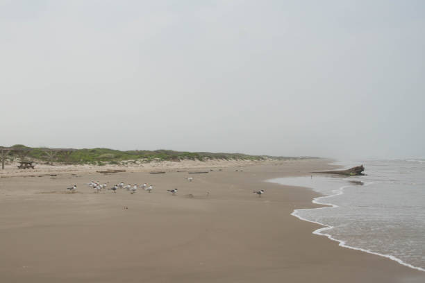 istock Padre Island National Seashore 1158265065