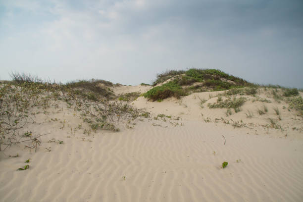 istock Padre Island National Seashore 1158266144