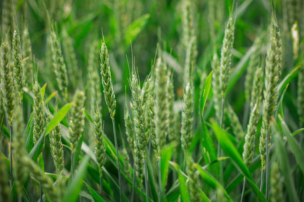 istock wheat background picture with green ears 1158266957