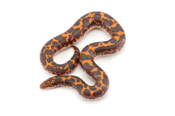 istock Kenyan sand Boas isolated on white background 1158267079